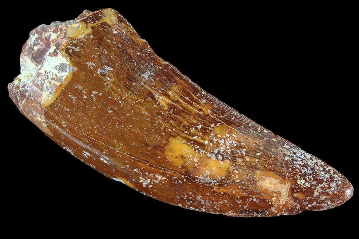 Serrated, Carcharodontosaurus Tooth - Monster Theropod #85729